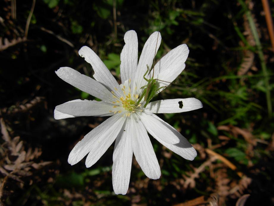 Appennino abruzzese - Cyclamen repandum e Anemone apennina